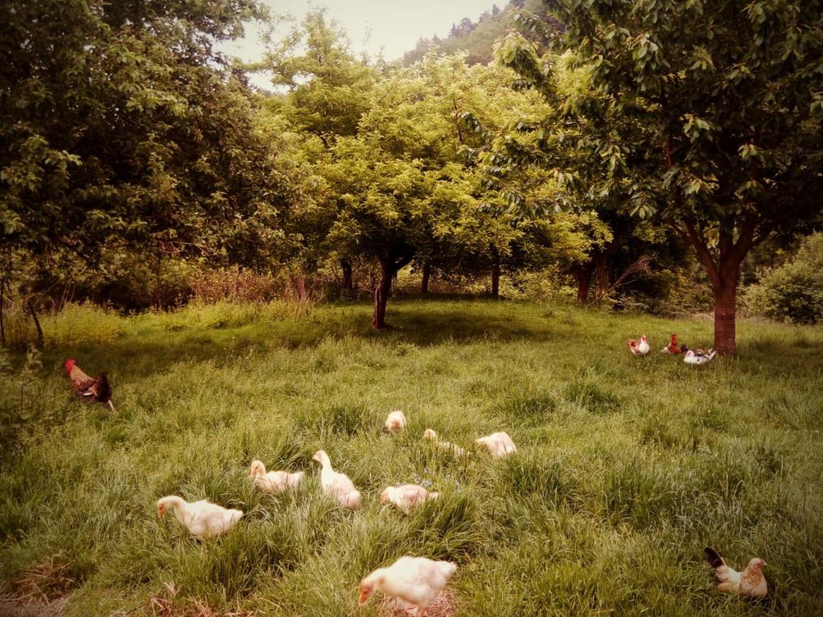 צ'כוב Agroturystyka U Babci מראה חיצוני תמונה